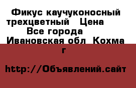 Фикус каучуконосный трехцветный › Цена ­ 500 - Все города  »    . Ивановская обл.,Кохма г.